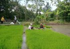 Babinsa Koramil 13 Bendo Sertu Kuat Supriyono Terjun Langsung Ke Sawah Dampingi  Petani Bantu Mencabut Bibit Padi   