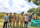 Babinsa Koramil 13 Bendo bersama Bhabinkamtibmas Dampingi Petani Panen Jagung di area Sawah BUMDes Cahaya Lestari Desa Lemahabang