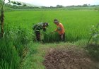 Babinsa Desa Bogem Koramil 0804/09 Sukomoro Turun ke Sawah Bersihkan Hama Tanaman Padi