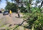 Babinsa Koramil 0804/10 Kawedanan Sigap Bantu Evakuasi Pohon Tumbang Demi Keamanan Pengguna Jalan