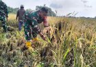 Babinsa Terjun Langsung ke Sawah Bantu Panen Padi   