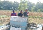 Sukseskan Ketahanan Pangan Babinsa Koramil 0804/06 Maospati Bantu Petani Panen Padi