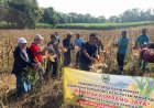 Babinsa Desa Kembangan dan Bumdesa Kembang Jaya Panen Raya Jagung