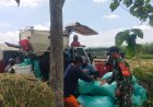 Babinsa Desa Lemahbang  Koramil 0804/13 Bendo Dampingi Petani Panen Padi Gunakan Alat Modern Combine Harvester   