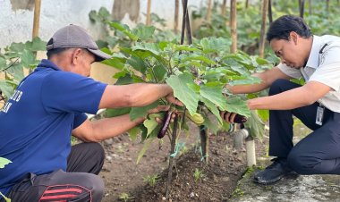 Implementasi 15 Program Aksi, Rutan Magetan Gelar Panen Terong