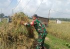 Sukseskan Ketahanan Pangan Babinsa Koramil 0804/08 Barat Bantu Petani Rontokan Padi Di Musim Panen   
