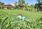 Babinsa Desa Pojoksari Turun Kesawah Bantu Petani Diwilayah Binaan